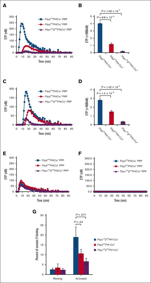 Loss of PITP in platelets impairs thrombin generation and Annexin V binding. (A-D) Representative kinetics of thrombin generation induced by BF610 tumor cells (A,B) or TF (C,D) in platelet-rich plasma (PRP) from Pitpβfl/flPf4-Cre- mice (wild-type control, navy trace), Pitpβfl/flPf4-Cre+ mice (PITPβ-null, red trace), and Pitpαfl/fl/βfl/flPf4-Cre+ mice (PITPα/β-null, purple trace). Endogenous thrombin potential is shown as the mean value of total thrombin induced by B16F10 tumor cells (B) or by TF (D) over 90 minutes of reaction time in PRP containing PITPβ-null platelets (red bars), PITPα/β-null platelets (purple bars), and their wild-type controls (navy bars). (E,F) Platelet-poor plasma (PPP) was used as a control to demonstrate the platelet-intrinsic nature of thrombin generation upon stimulation with B16F10 tumor cells (E) or TF (F). n = 3 mice per group. Statistical analysis was performed using an unpaired t test. Error bars are s.d. (G) Platelets lacking PITPβ and both PITP isoforms have an impaired ability to bind Annexin V after activation by the combination of 5 μg/mL collagen and 0.05 U/mL thrombin. The mean values are averaged from 4 independent experiments. Data were analyzed using unpaired t test. Error bars are s.d.