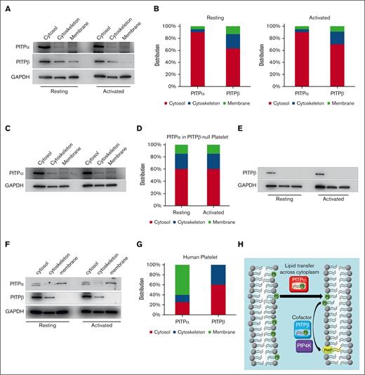 Fractioned distribution of PITPα and PITPβ within the platelets. (A) Representative immunoblot and (B) densitometry quantification of wild-type platelets indicates that PITPα is mostly distributed in the cytosol, whereas PITPβ has a disproportionate amount of total protein in the membrane and cytoskeleton (n = 3 separate experiments) in both resting and thrombin-activated platelets (1 U/mL for 1 minute). (C) Representative immunoblot of the fractioned distribution of PITPα in platelets lacking PITPβ. (D) Densitometry quantification of PITPα fractioned distribution in platelets lacking PITPβ. (E) Distribution of PITPβ in platelets lacking PITPα (bottom). (F) Fractioned distribution of PITPα and PITPβ in resting (left) and thrombin-activated (right) human platelets. (G) Densitometry quantification of PITPα and PITPβ in different cellular fractions of resting human platelets. All densitometry data from 3 separate experiments were summed and the percentage relative to the total single PITP isoform was plotted for each fraction. (H) In this model, PITPα serves the traditional role of transferring PtdIns from 1 subcellular compartment to another, such as the plasma membrane, and PITPβ, in turn, serves as a cofactor for PI kinase–mediated PIP synthesis.