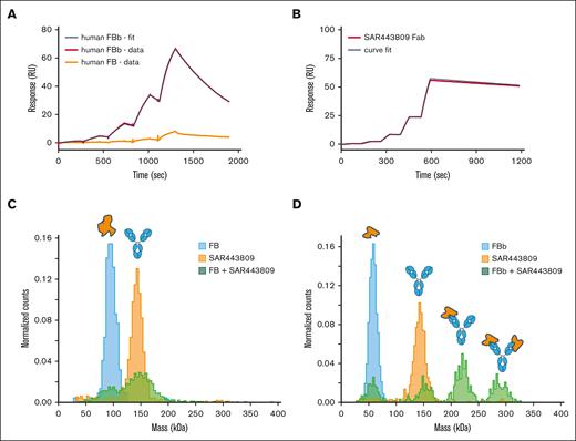 SAR443809 binds to FBb but not FB. (A) Target binding kinetics of SAR443809. The binding affinity of SAR443809 to human FB (orange) or human FBb (red) was assessed using surface plasmon resonance (Biacore T200). The mAb was captured on a Series S Sensor Chip Protein A and the kinetic binding constants were obtained in single-cycle kinetics mode with increasing concentrations of the targets. Data were analyzed using the Biacore T200 Evaluation Software, and ka, kd, and KD values were calculated based on a 1:1 binding model curve fit to double reference-subtracted sensorgrams (black). (B) SAR443809 Fab binding to AP C3 convertase (C3bBb). The binding affinity of SAR443809 Fab to C3bBb (red) was assessed using surface plasmon resonance (Biacore T200). A small amount of C3b was amine coupled on a Series S CM5 chip, followed by natural C3b cleavage and subsequent covalent attachment to the chip via C3bBb formed on the surface (multiple injections of FB, FD, and C3). After surface preparation, C3bBb was formed via injection of FB and FD, and kinetic data were collected in single-cycle kinetics mode with increasing concentration of SAR443809 Fab. Data were analyzed using the Biacore T200 Evaluation Software, and ka, kd, and KD values were calculated based on a 1:1 binding model curve fit to double reference-subtracted sensorgrams (black). (C) SAR443809 interaction with FB in solution. The mass distribution of samples containing either SAR443809 (orange), FB (blue), or a 2:1 FB:SAR443809 mixture (green) was measured using mass photometry. Histograms for individual components reveal expected molecular weights (SAR443809-146 kDa; FB – 93 kDa). The mixture of SAR443809 and FB shows 2 peaks corresponding to the mass of the individual species (SAR443809-146 kDa; FB – 93 kDa), with no higher molecular weight species present. (D) SAR443809 interaction with FBb in solution. The mass distribution of samples containing either SAR443809 (orange), FBb (blue), or a 2:1 FBb:SAR443809 mixture (green) was measured using mass photometry. Histograms for individual components reveal expected molecular weights (SAR443809-146 kDa; FBb – 60 kDa). The mixture of SAR443809 and FBb shows 4 peaks, corresponding to free FBb (60 kDa), free SAR443809 (146 kDa), SAR443809-FBb1 complex (206 kDa), and SAR443809-FBb2 complex (266 kDa).