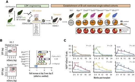 Individual CLL LOF lesions alter mature B-cell survival but are insufficient to drive leukemia in mouse models. (A) Transplant schema and generation of singly-edited mouse lines. LSKs were lentivirally transfected in vitro with sgRNAs targeting the single LOFs (or a non-targeting scramble control, ie, Nt-1) in addition to the mCherry marker before the engraftment into sublethally irradiated CD45.1 recipient mice. PCR-based targeted deep sequencing of DNA from peripheral blood edited B cells (ie, GFP+mCherry+) was used to confirm presence of ∼45% to 85% gene edits (>70% frameshift mutations) across the 6 genes. (B) In vitro survival of normal B cells isolated from the spleen of 5 animals per group (6 LOF-expressing strains and 1 Nt-1) and cultured in vitro in presence of LPS+IL4 for 3 days. Fold increase over day 0 is displayed alongside representative flow cytometric plots from 1 Nt-1 and 1 Trp53-depleted sample. P-value lower or equal to 0.05, ANOVA with Dunnett’s correction for multiple comparisons. (C) Percent (%) GFP+mCherry+ B cells as assessed on longitudinal bleeds over the course of 24 months, in 10 animals per group. ∗P-value lower or equal to 0.05; lower or equal to 0.05; RM-ANOVA, repeated measures analysis of variance.