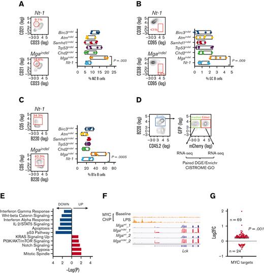 Mga mutation alters B-cell developmental pathways. (A) Percent (%) abundance of MZ B cells, (B) GC B cells in spleen and (C) B1a cells in peritoneum preparations from 5 animals per group, including non-targeting controls. ∗∗P-value, lower or equal to 0.01, ∗∗∗P-value, lower or equal to 0.001, ANOVA with Dunnett's correction for multiple comparisons. (D) Flow-plot of edited vs unedited fractions analyzed via RNA-seq and CISTROME-GO. (E) Pathway enrichment analysis of Mga-depleted vs unedited cells, per Enrichr. (F) IGV screenshot of MYC ChIP-seq data of mouse B cells with or without LPS treatment and RNA-seq data of Lck gene expression in edited (Mgaindel) and unedited (MgaWT) fractions of 2 independent mice. (G) Change in expression (Mgaindel vs MgaWT) of genes that were direct Myc targets upon LPS stimuli, as assessed by CISTROME-GO analysis. ∗∗∗P-value, lower or equal to 0.001; χ2 test. GC, germinal center; IGV, integrative genomics viewer; MZ, marginal zone.