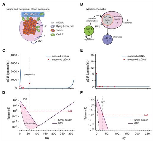 Dynamical systems model of ctDNA, tumor, and inflammation. (A) Qualitative schematic of the tumor burden (represented as B), surrounded by inflammation (represented as I), and ctDNA in the peripheral blood. (B) Compartment model schematic, including ctDNA (represented as Z). (C) Model kinetics inferred from a patient with MTV+/ctDNA+ undergoing CAR T-cell therapy with ctDNA measurements (dots). The curve represents the modeled (fitted) ctDNA compartment dynamics. (D) Inferred model kinetics of MTV (I + B, solid line) and tumor alone (B, dashed) of the same patient. MTV is measured from the PET scan at day 30 (red dot). This modeling successfully captures disease progression, although delayed compared with the actual clinical progression because of the tumor burden. (E) and (F) Inferred model kinetics for a patient who was tested MTV+/ctDNA– on day 30 and after. Here, the MTV eventually consists entirely of inflammation and is still undetectable at day 365, in line with the cDNA kinetics and the end point of complete response. LoD, estimated level of detection of 1 mL.