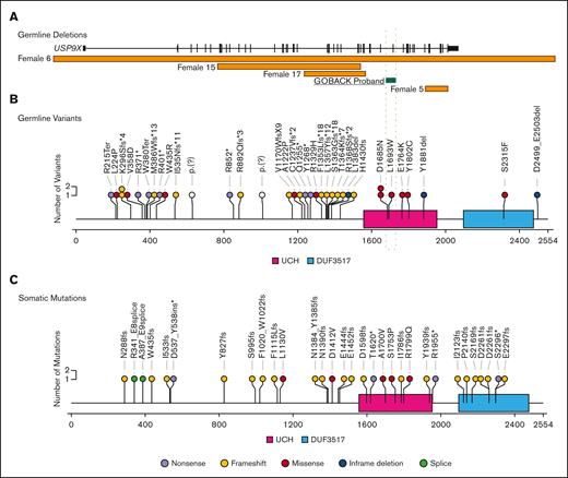 Similar patterns of germline variants in USP9X in females with congenital anomalies and developmental delay and somatic mutations in leukemia samples from males and females. (A) Germline SVs in USP9X. The intragenic deletion reported here is highlighted. (B) Sequence variants in USP9X previously reported in female patients. Nonsense variants are shown in purple, frameshift in yellow, missense in red, inframe deletions in blue and splice site alterations in green. (C) Somatic mutations in USP9X previously reported in patients with B-ALL. Mutation type denoted by the same colors.
