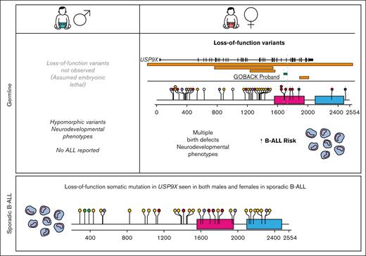 Model of the role of germline vs somatic mutation of USP9X in leukemia development. In the germline, males do not tolerate LoF variants, presumably because of embryonic cells without any USP9X function. Males with hypomorphic missense variants have neurodevelopmental phenotypes with no reported B-ALL risk. Female embryos with germline LoF variants will contain a mixture of near normal USP9X levels from cells with expression from the nonmutant X and cells with small amount of USP9X from the nonmutant inactive X. They present with severe congenital anomalies, intellectual disability, and an increased risk of B-ALL. In sporadic B-ALL, somatic LoF mutations are seen in samples from both sexes.