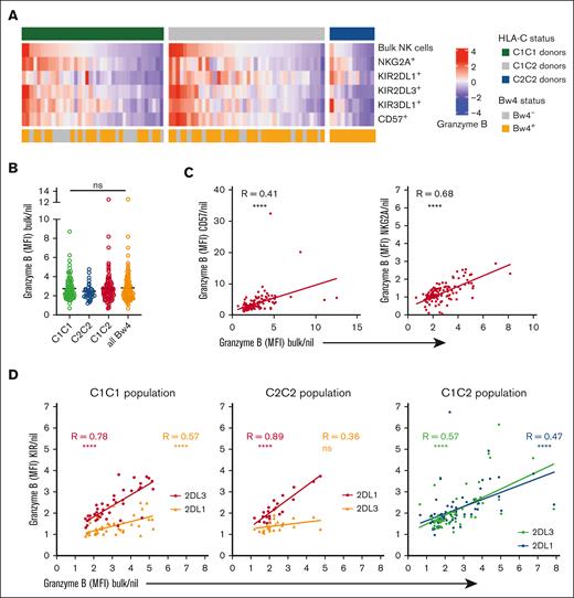 Differences in granzyme B loading at the bulk level can be explained by the differences observed in the educated population of NK cells. (A) Heatmap representing the granzyme B expression (MFI) using z-score normalization. C1/C1 donors (n = 37), C1/C2 donors (n = 42), and C2/C2 donors (n = 12). (B) Granzyme B expression in the bulk NK population were compared with receptor-negative (Nil) NK cells from the same donor and stratified by the HLA class I background of the donors. (C) Correlation analyses between granzyme B expression in the bulk NK population with the granzyme B loading in the CD57+ subset and NKG2A+ subset of NK cells. (D) Correlation analysis between granzyme B expression in the bulk NK population and granzyme B levels in the educated NK cells. Each dot represents 1 donor. R is the Pearson coefficient. One-way ANOVA tests followed by Kruskal-Wallis multiple comparison tests were performed in panel B. ∗∗∗∗P < .0001; ∗∗∗P < .001; ∗∗ P < .01; and ∗P < .05.