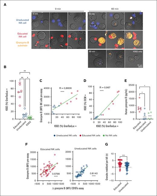 Educated NK cells contain more granzyme B than uneducated. (A) Imaging of CTV-labeled sorted educated or uneducated NK cells (red and blue respectively) coincubated with K562 for 0 or 60 min and stained for GranToxiLux plus (orange). (B) Bar graph representing percentage of K562 positive for GranToxiLux after 1 hour challenge with either educated or uneducated NK cells (E:T) ratio of (2:1), or no NK cells. (C) Correlation between granzyme B content of NK cells measured preassay correlates with the percentage of K562 positive for GranToxiLux. (D) Correlation of GranToxiLux positive K562 cells and DCM+ cells. (E) Soluble granzyme B measured in the supernatant after stimulation of NK cells by CD16 crosslinking compared with unstimulated NK cells as baseline. (F) Correlation between granzyme B content of NK cells measured preassay with the amount of granzyme B lost by NK cells during the degranulation assay using K562 (n = 49). (G) Number of granules mobilized per kill in educated and uneducated NK cells (n = 49). (B-G) Self- KIR NK cells are represented in red and the nonself KIR NK cells in blue. Whiskers show the fifth to 95th percentiles. Bars show the median. One-way ANOVA tests followed by Tukey multiple comparison tests were performed in panels B and E. R is the Pearson coefficient in panels C, D, and F. Unpaired t test was performed in panel G. ∗∗∗∗P < .0001; ∗∗∗P < .001; ∗∗P < .01; and ∗P < .05. CTV, CellTrace Violet; DCM, dead cell marker.