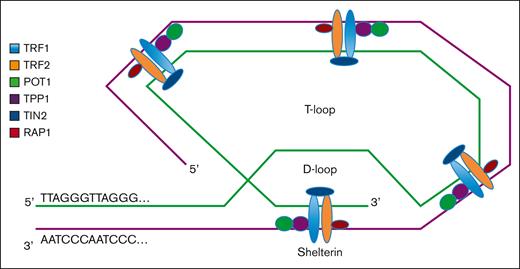 Secondary structure of a telomere and shelterin protein complex.