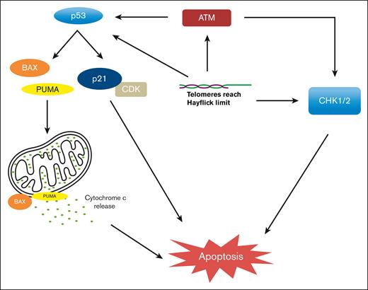 p53-dependent and p53-independent mechanisms of apoptosis when TL reaches Hayflick limit.