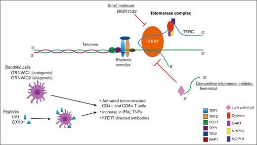 Pharmacologic mechamisms of telomerase inhibition.