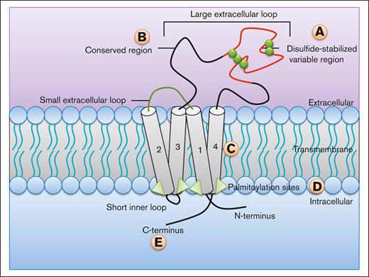 Structure and domain functions of TSPANs. TSPANs are characterized by the presence of 4 transmembrane domains (1-4). There are multiple regions within the protein that mediate key effects. (A) Disulphide-stabilized (green spheres) variable region of the large extracellular loop (EC2) responsible for the unique interactions specific to each TSPAN. (B) The conserved region of the EC2 loop mediates homodimerization. (C) Transmembrane regions are important for the formation of TEMs. (D) Palmitoylation sites are crucial to the proper formation of new TEMs and play a role in signaling. (E) The C-terminus is responsible for interacting with signaling and cytoskeletal proteins.
