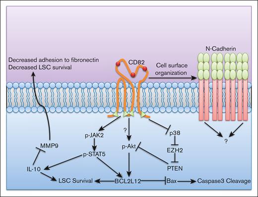 CD82 mediates leukemic stem cell survival and interactions with the microenvironment. CD82 mediates leukemic stem cell (LSC) interaction with the BM in multiple ways. It increases microenvironment interaction by organizing N-cadherin at the cell surface in high densities via CD82 palmitoylation (green triangles) and glycosylation (red spheres). However, the connection of N-cadherin to CD82-associated intracellular effects is still unknown. CD82-associated STAT5 signaling can combine with increased p-Akt (via inhibition of PTEN by DNA methylation from EZH2 due to downregulation of p38 caused by CD82-associated signaling) to increase the expression of antiapoptotic protein BCL2L12. The combination of these effects leads to increased LSC survival.