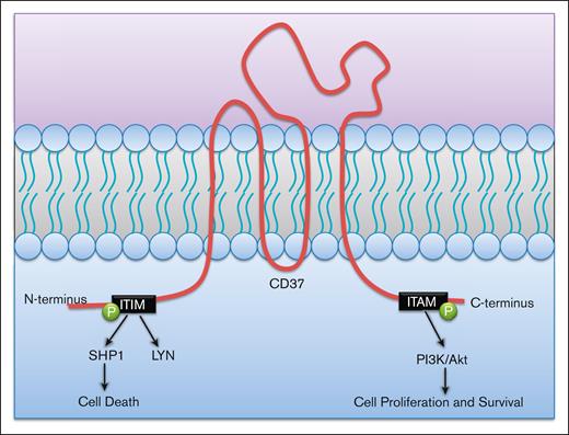 CD37 mediates both prosurvival and prodeath effects from its N- and C-termini. CD37 initiates cell death via phosphorylation of an immune tyrosine-based inhibitory motif (ITIM)-like motif in its N-terminus tail. This leads to a SHP1-dependent cell death. IT can also initiate prosurvival signaling through phosphorylation of its immune tyrosine-based activation motif (ITAM) on the C-terminus tail. This occurs through PI3K/Akt signaling.