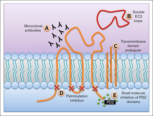 Possible methods to target TSPANs. There have been multiple proposed mechanisms on how to target TSPANs and inhibit their functions. (A) mAbs can be used to antagonize TSPANs either directly, or by inhibiting its lateral interactions. (B) Soluble EC2 loops can be used to disrupt the unique interactions of each TSPAN. (C) Analogues to transmembrane regions can prevent the formation of TEMs, thereby disrupting their effects. (D) Inhibiting palmitoylation can also be used as a mechanism to prevent TEM formation. (E) Many TSPANs have a motif in their C-terminus that can interact with PDZ domains on different signaling proteins. Small molecule inhibitors to these domains can prevent their activation, and therefore the cellular responses.