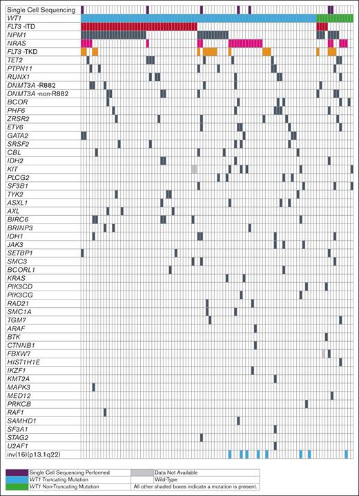 Oncoprint of co-occurring mutations observed in WT1-mutated adult patients with de novo AML. Patients in whom single-cell DNA sequencing was performed are marked in purple. Patients with truncating WT1 mutations are shown in blue and patients with nontruncating mutations are shown in green. Patients carrying FLT3-ITD are marked in red, those with NRAS mutations magenta, those with FLT3-TKD orange, and those with mutations in the remaining genes in black. White denotes wild-type genes or the absence of FLT3-ITD or FLT3-TKD; light gray indicates unknown mutational gene status.