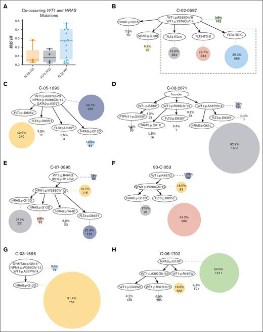 Single-cell DNA sequencing of samples with co-occurring WT1 and NRAS mutations. (A) Box plot of the NRAS VAF in WT1 and NRAS comutated patients with FLT3-ITD, FLT3-TKD, and patients with FLT3 wild-type. (B-H) Inferred clone relationships derived from tapestri single-cell DNA sequencing. Each oval represents a mutational event. Each shaded circle represents a subclone with accumulated mutational events along its path from the top of the tree. The size of each shaded circle is proportional to the size of the clone population. The first number within each colored circle is the percentage of each clone among the total number of tumor cells included in the single-cell data analysis for that sample and the second number is the absolute number of cells included in that subclone. (B) FLT3-ITD and NRAS mutations arose in mutually exclusive subclones of a WT1 mutated founder clone. The 3 detected FLT3-ITDs may represent a single subclone because of difficulties in mapping the FLT3-ITD reads. A TET2 mutation observed by bulk sequencing was not detected by single-cell sequencing. (C-F) FLT3-TKD and RAS pathway mutations arise in mutually exclusive subclones from a WT1 mutated founder clone. Sample C-05-1893: FLT3-ITD mutation was observed by bulk sequencing but was not detected by single-cell sequencing; sample C-08-2671: FLT3-TKD and PTPN11 mutations were not detected by bulk sequencing. (G-H) Patients with non-FLT3-mutation. In 1 sample, the prominent subclone harbors an NRAS mutation; in the other sample, NRAS was in the prominent founder clone, followed by the accumulation of WT1 mutations in the subclones. Sample C-03-1696: NPM1 was detected with low coverage and DNMT3A mutations were not covered by bulk sequencing.