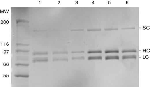 Purified BDD-FVIII proteins. BDD-FVIII H1/H2, H3/H5, and H4 proteins analyzed by sodium dodecyl sulfate polyacrylamide gel electrophoresis plus Coomassie brilliant blue staining showed high purity and the expected molecular weights. Molecular weights of protein standards are indicated in kDa. Refacto (Pfizer) was run as a BDD-FVIII standard. Lane 1: Refacto (10 μL, 300 IU/mL). Lane 2: Refacto (10 μL, 100 IU/mL). Lanes 3, 4, 5, 6: BDD-FVIII-H3/H5 (∼0.2 μg), BDD-FVIII-H1/H2 (0.56 μg), BDD-FVIII-H3/H5 (0.37 μg), and BDD-FVIII-H4 (0.46 μg), respectively, purified from representative clones, 1 μL/lane.