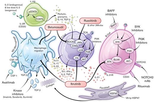 Pathophysiological networks and targeted approaches for prevention and treatment of cGvHD. FDA-approved drugs are highlighted within red bubbles. Ag, antigen; AKT, Ak strain transforming; BAFF, B-cell activating factor; BAFF R, BAFF receptor; BCR, B-cell receptor; BLNK, B-cell linker; BTK, Bruton’s Tyrosine Kinase; BTK/ITK, Bruton’s Tyrosine Kinase /IL-2 Inducible T-cell Kinase; CD, cluster of differentiation; FOXP3, forkhead box P3; HSP47, heat shock protein 47; INF-γ, interferon gamma; ITK, IL-2-inducible T-cell kinase; Jakinibs, Janus kinase inhibitors; JAKs, Janus kinases; LCK, lymphocyte-specific protein tyrosine kinase; NOTCH2, Neurogenic locus notch homolog protein 2; NOTCH2 mAb, neurogenic locus notch homolog protein 2 mAb; PI3K, phosphoinositide 3-kinase; pSTAT5, phosphorylated signal transducer and activator of transcription 5; ROCK2, Rho associated coiled-coil containing protein kinase 2; STATs, signal transducers and activators of transcription; SYK, spleen associated tyrosine kinase; TCR, T-cell receptor; TGF-β, transforming growth factor beta; Th, T helper; TNF-α, tumor necrosis factor alpha; Treg, T regulatory cell; VA-lip HSP47, vitamin A coupled liposomal containing small interfering RNA (siRNA) against heat shock protein 47.