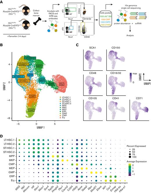 Single-cell atlas of NFIX-deficient BM hematopoietic progenitors. (A) Nfixflox/floxRosa26-CreERT2+/+ (Nfix+/+) and Nfixflox/floxRosa26-CreERT2+/T (NfixΔ/Δ) mice were treated with TAM for 14 days. Nfix+/+ and NfixΔ/Δ BM were collected and incubated with CITE-seq and FACS antibodies. Lineage−cKit+ BM cells, HSPCs, CMPs, and LT-HSCs were sorted and pooled 7:1:1:1 before processing for scRNA-seq and cell-surface protein abundance via 10x genomics. (B) Weighted nearest neighbor UMAP. Single cells from Nfix+/+ and NfixΔ/Δ BM clustered into 11 cell types based on cell-surface markers and RNA expression. (C) Protein abundance of 7 cell-surface markers representing the CITE-seq antibody signal (see also supplemental Figure 2). (D) Dot plot representing gene expression of specific cell marker genes across the 11 cell types. ERP, erythroid progenitors.