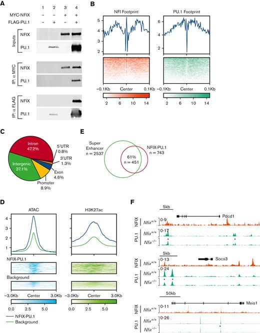NFIX and PU.1 cobind regions of open chromatin, especially super-enhancers. (A) The ability of NFIX and PU.1 to physically interact was tested by co-IP following transient transfection in 293T cells. Proteins were either unexpressed (lane 1), expressed singly (lanes 2 and 3) or coexpressed (lane 4) as indicated at top, and expression was verified (inputs). IP of MYC-NFIX was selectively able to co-IP FLAG-PU.1 (middle panel, lower blot, lane 4) and reciprocally IP of FLAG-PU.1 was able to co-IP MYC-NFIX (bottom, upper blot, lane 4). (B) Transcription factor footprint plot for NFIX and PU.1 using HPC5 ATAC-seq data. Top: average Tn5 cutting frequency. Bottom: heatmap of Tn5 cutting frequency. (C) Genomic annotation pie chart for NFIX-PU.1 peaks. (D) Signal plots of ATAC-seq and H3K27ac for NFIX-PU.1 cobound peaks and NFIX background peaks in HPC5 cells. Background represents NFIX peaks not overlapping with PU.1. Top: average of normalized signal. Bottom: heatmap of epigenetic signals on NFIX-PU.1 peaks and background peaks. (E) Venn diagram showing overlaps between super-enhancers and NFIX-PU.1 peaks. (F) Representative tracks showing NFIX and PU.1 peak overlap near target genes, Pdcd1, Socs3, and Meis1. An asterisk (∗) is included to indicate differential PU.1 peak signals in Nfix−/− HPC5 ChIP-seq samples (∗P value <1 × 10−5). co-IP, coimmunoprecipitation.