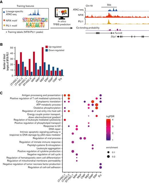 Predicted target genes coregulated by NFIX and PU.1 for each hematopoietic compartment. (A) NFIX-PU.1 cobinding site prediction pipeline. The input features are normalized to ATAC-seq signals and NFIX + PU.1 motifs. The input labels are NFIX-PU.1 peaks identified from ChIP-seq in HPC5 cells. The output is cobinding probability in each 50 bp genomic bin. The tracks show high correlation between the predicted cobinding signals and observed NFIX and PU.1 signals in HPC5 on the held-out chromosome, which was chromosome 19 (see “Methods”). (B) Graph representing the total number of predicted direct target genes for NFIX-PU.1. Red bars represent the number of upregulated genes (NfixΔ/Δ vs Nfix+/+) from our scRNA-seq data. Blue bars represent the number of downregulated genes from our scRNA-seq data. (C) Significant GO terms for DEG that are putatively regulated by NFIX and PU.1.