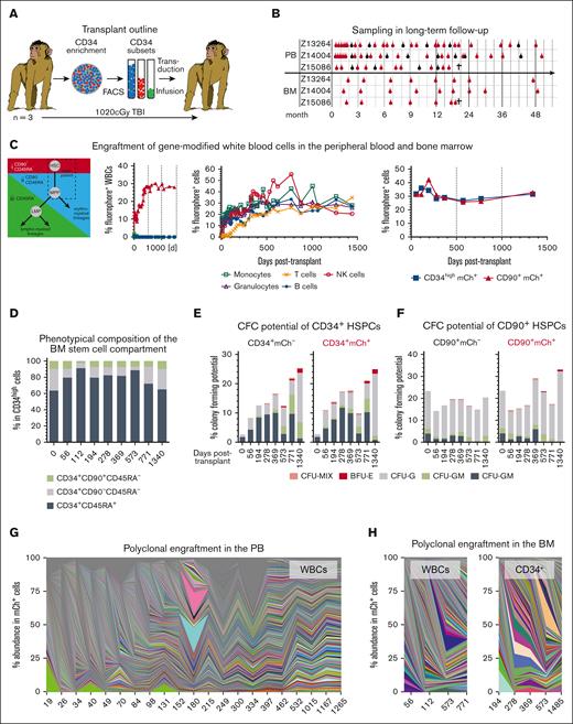 Stable and polyclonal gene modification in the PB and BM of Z13264. (A) CD34+ HSPCs from 3 pigtail macaques were enriched with immunomagnetic beads, CD34 subsets (CD90+CD45RA–, CD90-CD45RA–, and CD90–CD45RA+) FACS-purified, transduced, and cotransplanted after myeloablative conditioning with total body irradiation (TBI). (B) Animals were followed up for ∼50 months collecting PB and BM. Bulk WBCs were collected as indicated with red symbols, whereas blood lineages (T cells: CD3+; B cells: CD20+; natural killer cells: CD16+; monocytes: CD14+; and granulocytes: CD11b+CD14-) were FACS-purified, as indicated with black symbols. Z15086 was euthanized because of multiple re-occurring cytomegalovirus (CMV) infections. (C) Expression of fluorochromes in PB WBCs, PB lineages, and BM HSPCs longitudinally tracked via flow cytometry. (D) Longitudinal flow-cytometric quantification of HSPC subsets in the BM. (E-F) Colony-forming cell potential of unmodified (mCh– ) and gene-modified (mCh+) (E) CD34+ as well as (F) CD34+CD90+ HSPCs. Unmodified and gene-modified subsets were sort-purified into colony-forming cell assays, assays incubated for 10 to 14 days, and myeloid, erythroid, and as well as erythro-myeloid colonies quantified. (G-H) Polyclonal engraftment in the (G) PB and (H) BM. BFU-E, Burst forming unit–erythrocyte; CFU-G, granulocyte colony; CFU-GM, granulocyte-monocyte/macrophage colony; CFU-M, monocyte/macrophage colony; CFU-MIX, erythro-myeloid colony; GFP, Green fluorescent protein; mCer, monomeric Cerulean; mCh, monomeric Cherry.