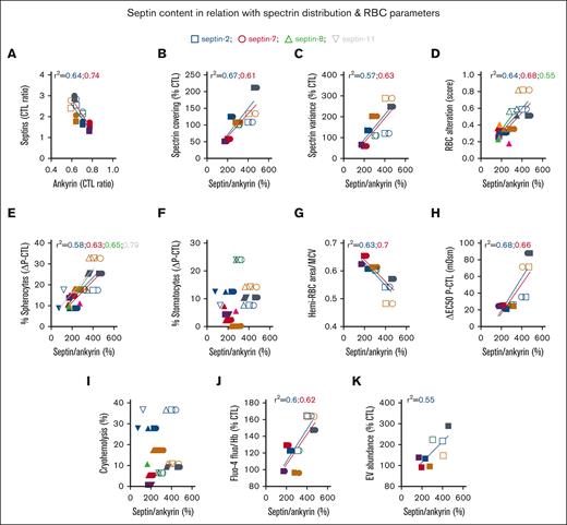 The septin/ANK1 ratio correlates with SPT covering/distribution and RBC alteration score, and different septins differentially correlate with RBC morphology and functionality parameters. (A) Correlation between septins and ANK1 content presented in Figure 3G-J and Figure 2B. (B-D) Correlation between septin/ANK1 ratios calculated from Figure 3G-J and cytoskeletal parameters presented in Figure 2F-G or the RBC alteration score from Figure 1N. (E-K) Relation of the septin/ANK1 ratio with RBC morphology (E-F), surface-to-volume ratio (G), osmotic fragility (H), cryohemolysis (I), intracellular calcium content (J), and EV release (K). Data are respectively from Figure 1B-C,G, H-K. Correlations with septin-2, squares and blue linear regressions; with septin-7, circles and red linear regressions; with septin-8, triangles and green linear regressions; and with septin-11, inverted triangles and gray linear regressions. Linear regressions were plotted only for r2 > 0.5; when 1 parameter correlates with 1 septin but not with the others, only the one correlating is indicated for the sake of clarity.
