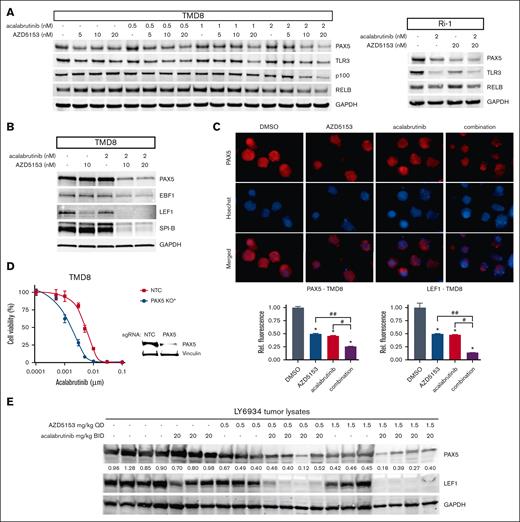 Protein validation of top differential expression results. (A) PAX5, TLR3, and RELB/p100 blots after 72-hour AZD5153 and acalabrutinib treatment. (B) Proteins of the PAX5 transcription factor direct binding targets after overnight drug treatment. (C) Representative images of PAX5 immunofluorescence (top) and quantification of nuclei detection of PAX5 and LEF1 (bottom) after a 72 hour treatment with 20 nM AZD5153, 10 nM acalabrutinib, or a combination. (D) PAX5 knockout in TMD8 cells. Cell viability was measured using CellTiterGlo after 7-day treatment with acalabrutinib. Error bars represent SEM; n = 6. (E) Immunoblot of PAX5 and related proteins from LY6934 tumor lysates after 5-day treatment. PAX5 quantification is normalized to GAPDH. ∗, #, and ## denote P < .05 for comparisons of the control, acalabrutinib, and AZD5153, respectively.