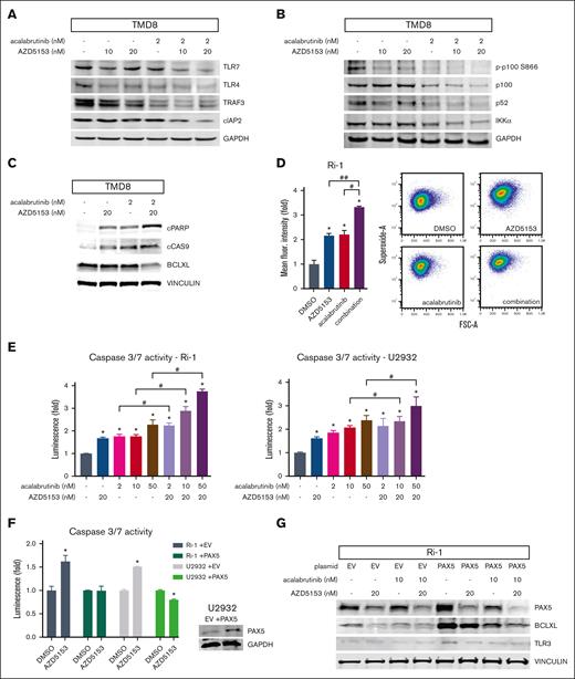 AZD5153 enhances acalabrutinib-induced apoptosis. (A) Type 1 interferon response pathway protein detection of TLR4, TLR7, TRAF3, and cIAP2. (B) Alternative NF-κB pathway protein detection of p100 (including phosphorylation), p52, and IKKα. (C) Intrinsic apoptosis-related protein detection of cleaved PARP (cPARP), cleaved Cas9 (cCAS9), and Bcl-XL. (D) Superoxide detection after treatment with 20 nM AZD5153, 50 nM acalabrutinib, or a combination of both. Error bars represent SEM; n = 3. Representative histogram (middle) and pseudocolor density plots (right). (E) Cas3/7 activity normalized to CellTiter-Glo cell viability. Error bars represent SEM; n = 3. (F) Cas3/7 activity after AZD5153 treatment in cells overexpressing PAX5. Error bars represent SEM, n = 3. ∗, #, and ## denote P < .05 for comparisons of the control, acalabrutinib, and AZD5153, respectively.