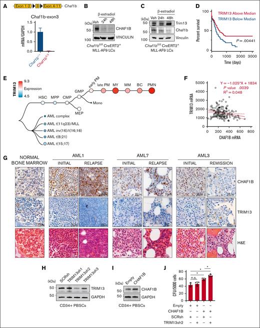 CHAF1B upregulation and TRIM13 downregulation are associated with AML progression. (A-B) Schematic representation of Chaf1b-floxed allele in mouse MLL-AF9 leukemic cells and confirmation of Chaf1b deletion after Cre activation via quantitative polymerase chain reaction (qPCR) (A) and western blot (B). Value shown is mean ± standard deviation (SD) of n = 3 independent experiments. (C) Western blot at 24 and 48 hours after Cre induction in MLL-AF9 leukemic cells. (D) Survival of patients with AML with high or low TRIM13 expression in the Cancer Genome Atlas (TCGA). P value shown. (E) Expression of TRIM13 throughout human hematopoiesis and leukemia from BloodSpot. (F) Scatterplot of expression comparing CHAF1B and TRIM13 in TCGA. The solid red line represents best fit with ± SD (dashed red lines). Line equation, P value, and R2 value listed. (G) Immunohistochemistry (IHC) in BM biopsies for CHAF1B (top), TRIM13 (middle), and hematoxylin and eosin (H&E) staining of biopsies of healthy BM and from 3 matched patients with initial/relapse or initial/remission AML. Scale bar, 20 μm; IHC and H&E imaged from the same section, if possible. (H) Western blot confirming TRIM13 short hairpin RNA (shRNA) efficacy in mobilized CD34+ PBSCs. Results shown are representative of 3 independent assays. (I) Western blot confirming the CHAF1B overexpression efficacy. Results shown are representative of 3 independent assays. (J) Colony assay in PBSCs expressing indicated viral constructs. Results shown are mean ± SD, dots indicate individual replicates. ∗P < .05, as determined using 1-way analysis of variance (ANOVA) (J). SCRsh, scrambled control short hairpin; Veh, vehicle.