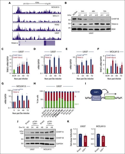 CHAF1B represses TRIM13 expression by binding to its promoter. (A) CHAF1B chromatin immunoprecipitation sequencing comparing the occupancies in MOLM13, MV4;11, K562, and U937 AML cell lines. (B) Western blot at indicated timepoints after CHAF1B knockdown in U937 cells. (C,F) Taqman QPCR measuring TRIM13 expression after CHAF1B knockdown. Values shown are mean ± SD relative to SCRsh. (D) Taqman QPCR of TRIM13 expression after CHAF1B overexpression. Values shown are mean ± SD relative to those of nondoxycycline (Dox) control. (E,G) Taqman QPCR measuring TRIM13 expression after CHAF1BRRAA overexpression. Values shown are mean ± SD relative to those of non-Dox control. (H) Cell cycle assay in U937 cells expressing indicated CHAF1Bsh or CHAF1B complementary DNA for the indicated times. (± SD is omitted for simplicity) Bolded conditions are significantly different from that of control. (I) Schematic design of luciferase assay. (J) Western blot of dox-inducible CAF1 or empty vector in indicated cell lines. (K) Luciferase assay normalized for Renilla expression. Values shown are mean values from 3 biological replicates experiments. (H). ∗P < .05, as determined using one-way ANOVA with Bonferroni post hoc test (C-H) or t test with Welch correction (K).