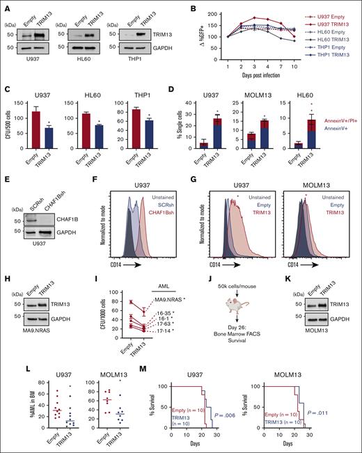 TRIM13 overexpression represses leukemogenesis. (A) Western blot confirmation of TRIM13 overexpression or knockdown in AML cell lines. (B) In vitro suspension culture competitive growth assay. Values shown are mean of 3 independent replicates. (C) Colony formation assay in indicated AML cell lines expressing empty vector or TRIM13 overexpression. (D) Cell death assay measuring annexin V and propidium iodide staining in AML cell lines expressing empty vector of TRIM13 overexpression, taken at day 5. (E) Western blot confirmation of CHAF1B knockdown by shRNA. (F) CD14 surface marker expression on U937 cells 72-hours after CHAF1B knockdown. (G) CD14 surface marker expression on U937 and MOLM13 AML cell lines 5-days after TRIM13 overexpression. Red star indicates significant increase in CD14 expression when compared with empty vector. (H) Western blot confirmation of TRIM13 overexpression in sample of patients with AML. (I) Colony formation assay in indicated sample of patients with AML expressing empty vector or TRIM13 overexpression. (J) Schematic for xenograft transplantation of AML cell lines into NSG mice. (K) Western blot confirmation of TRIM13 overexpression in MOLM13 AML cell line. (L) Percent human CD45+ mononuclear cells in BM aspirates 26 days after transplantation. Each dot represents an individual mouse (n = 10), and line indicates mean. (M) Survival curve of recipient mice receiving TRIM13 overexpressing or control AML cell lines (n = 10 mice). ∗P < .05, as determined using nonparametric t test with Welch correction (C,D,L), one-way ANOVA (I), and log-rank test (M). Data shown are representative of 3 independent assays (A,E-H,K) and the mean of 3 biological replicates (B) with SD (C-D). FACS, fluorescence-activated cell sorting.