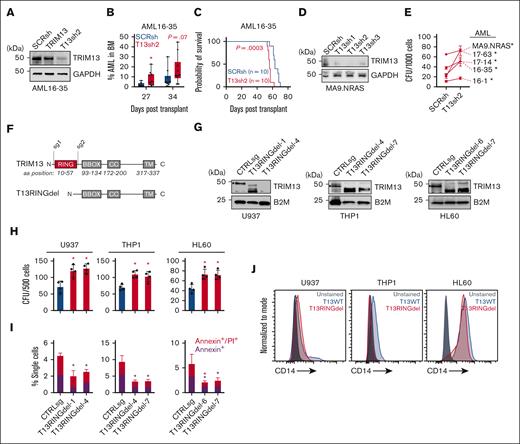 TRIM13 repression promotes leukemogenesis. (A) Western blot confirmation of TRIM13 knockdown in PDX 16 to 35 before transplant. (B) Percent human CD45+ mononuclear cells in BM aspirates on indicated days after transplantation. Each dot represents an individual mouse (n = 10), middle line represents mean, box represents SD, and whiskers represent minimum-maximum range. Individual points represent individual mice (n = 10). (C) Survival of recipient mice after transplantation of 1 × 106 live AML16 to AML35 cells. (D) Western blot confirmation of TRIM13 knockdown in AML17 to AML129. (E) Colony forming assay in indicated PDXs expressing TRIM13sh2 (T13sh2). (F) Schematic diagram of RING domain deletion in TRIM13 by CRISPR. (G) Western blot confirmation of deletion clones in AML cell lines. ∗ indicates full-length TRIM13. (H) Colony assay in indicated AML cell lines comparing CTRLsg with T13RINGdel cells. (I) Cell death assay at steady state in T13RINGdel clones compared with CTRLsg. Red star indicates significant difference in AnnexinV/propidium iodide between conditions, black start indicates significant differences in AnnexinV between conditions. (J) Cell surface CD14 expression at steady state in AML cell lines. Unless otherwise noted, ∗P < .05, as determined using t test with Welch correction (B), one-way ANOVA (E,H-I), or log-rank (C). All experiments shown are representative of 3 biological replicates (A,D,G,J), mean + SD of 3 biological replicates (E,H,I), or from 10 mice (B-C). CTRLsg, cells electroporated with a nontargeting control single guide RNA.