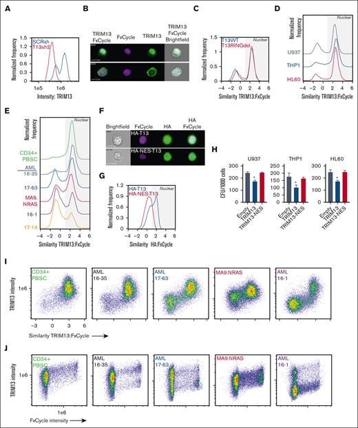 TRIM13 nuclear localization is necessary for its antileukemic function. (A) Confirmation of TRIM13 antibody specificity (histogram = TRIM13 staining intensity vs frequency). Result shown is quantified from 10 000 U937 cells expressing either SCRsh or TRIM13sh2. (B) Representative images of TRIM13 localization (top image, nuclear localized; bottom image, nonnuclear localized) in U937 AML cell line. Scale bar, 7 μm; cell number (top left). (C-E) Pixel analysis of 10 000 cells: (C) U937 T13RINGdel vs T13WT, (D) AML cell lines, (E) CD34+ PBSCs and PDXs; TRIM13 localization compared with DNA localization (FxCycle Violet). Higher similarity score means TRIM13 and DNA images are more similar. Nuclear localization indicated by gray shading. (F) Representative images of U937 cells expressing either HA-TRIM13 (top) or HA-NES-TRIM13 (bottom). Scale bar, 7 μm; cell number (top left). (G) Pixel analysis of 10 000 U937 cells expressing HA-TRIM13 or HA-NES-TRIM13. Gray shading indicates nuclear localization. (H) Colony forming unit assay in AML cell lines expressing empty vector, HA-TRIM13, or HA-NES-TRIM13. (I) Pixel analysis of 10 000 CD34+ PBSCs or PDXs cells comparing TRIM13 staining intensity to similarity to DNA stain (FxCycle). (J) Pixel analysis of 10 000 CD34+ PBSCs or PDXs cells showing the similarity between TRIM13 staining intensity and DNA staining (FxCycle) intensity. ∗P < .05, determined using one-way ANOVA, compared with empty vector (H). Results shown are mean ± SD from 3 biological replicates (H), histogram from 10 000 cells (A,C,D,E,G), or representative of 3 biological replicates (I,J).