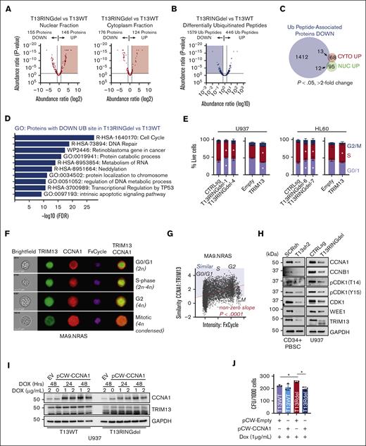 TRIM13 stabilizes proteins associated with cell cycle. (A) Volcano plot comparing identified protein expression from T13WT with T13RINGdel in nuclear or cytoplasmic extracts. Results are calculated from 3 independent submissions. Red shaded region indicates proteins significantly upregulated (P < .05) in T13RINGdel compared with T13WT. (B) Volcano plot comparing differentially ubiquitinated peptides in T13RINGdel vs T13WT U937 cells. Blue shading indicates ubiquitinated peptides significantly lost in T13RINGdel (P < .05). (C) Venn diagram comparing differentially ubiquitinated peptides lost in T13RINGdel with proteins significantly upregulated (P < .05; more than twofold change in peptide spectrum match, or PSMs). (D) Gene ontology (GO) analysis of proteins with a ubiquitination site lost in T13RINGdel U937 cells. (E) Cell cycle (EdU vs FxCycle) analysis in multiple T13RINGdel clones and TRIM13 overexpression on day 5 after infection in each AML cell line. Bars indicate mean ± SD, and ∗P < .05 for each specific cell cycle phase within each cell type compared with CTRLsg, as determined using one-way ANOVA on 3 independent biological replicates. (F) Representative imaging cytometry of CCNA1 and TRIM13 localization through cell cycle in MA9.NRAS. (G) Similarity of CCNA1/TRIM13 through cell cycle. Red dashed line is line of best fit by linear regression. Nonzero slope calculated by linear regression modeling and P value listed. Blue shading indicates more similar TRIM13/CCNA1 than dissimilar, and cell cycle stages listed (G0/G1, S, G2, and M) as determined by DNA content and nuclear morphology. (H) Western blot analysis of PBSC expressing TRIM13sh 72-hours after infection and U937 T13RINGdel AML cell line at steady state. (I) Western blot analysis of T13WT vs T13RINGdel U937 cells expressing a dox-inducible CCNA1 at indicated time points after dox induction. Results shown are representative of 2 biological replicates. (J) Colony assay of indicated genotypes of U937 cells expressing either empty vector or CCNA1 in the presence of dox. Results shown are mean ± SD from 4 biological replicates, dots indicate individual replicates. ∗P < .05 between noted groups (E,H), as determined using one-way ANOVA with Bonferroni post hoc test (H).