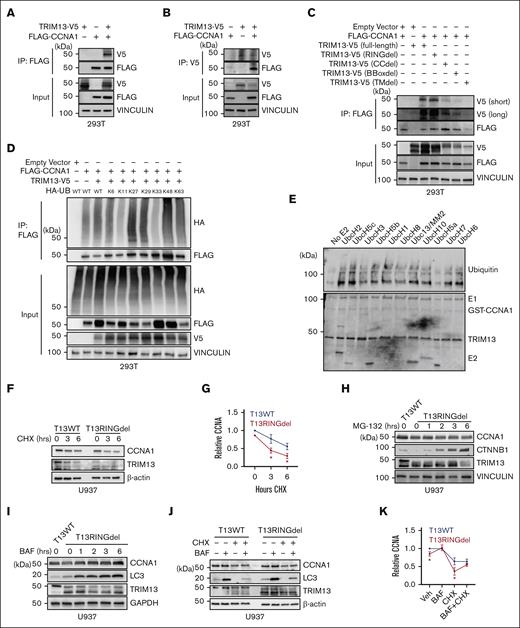 TRIM13 stabilizes CCNA1 through ubiquitination. (A-B) Coimmunoprecipitation (Co-IP) of indicated factors 48 hours after transfection in 293T cells. (C) Co-IP of indicated TRIM13 domain mutants 48 hours after transfection in 293T cells. (D) Denaturing IP for FLAG-CCNA1 in 293T cells expressing TRIM13-V5 and indicated HA-tagged R-K ubiquitin. (E) Cell-free ubiquitination assay with a library of E2s. Bottom panel is ponceau stain, E1/GST-CCNA1/TRIM13-E2s are indicated. (Top) Blot for ubiquitin. (F) Western blot analysis of indicated genotypes U937 cells after cycloheximide chase. (G) Statistical analysis of CCNA1 half-life replicates. (H-J) Western blot analysis of T13WT and T13RINGdel U937 cells treated with indicated inhibitors: MG132 (H), Bafilomycin (BAF) (I-J), and cyclohexamide (CHX) (J). (K) Statistical analysis of CCNA1 half-life replicates in the presence of BAF. Results shown are representative of 3 biological replicates (A-D,F,H-J), or are mean + SD from 3 biological replicates (G,K). (G,K) Normalized to T13WT CCNA1 Veh level.