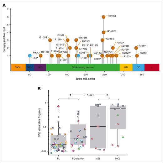 TP53 mutations are common in S0016 FL specimens and have a low VAF. (A) The pathogenic mutations detected in S0016 include canonical hotspots for TP53 mutations. The location and numbers of mutations at each site are indicated as missense (orange) or nonsense mutations (cyan). The colored regions indicate assigned functionality of each protein domain (from left, transactivation 1, transactivation 2, proline-rich domain, DNA binding, hinge domain, oligomerization domain, and alpha domain). (B) The median VAF of pathogenic mutations in FL is low. In the 37 of 147 FL specimens with a pathogenic TP53 mutation, the median VAF for these mutations is 0.02 (FL). In a validation set, 28 mutations were detected in 19 specimens (FL validation) with a median VAF of 0.03. Additional control samples of MZL and mantle cell lymphoma MCL (36 and 38 specimens) have a substantially higher median VAF. Boxes contain second and third quartiles, and whiskers 10 to 90 percentiles. Specimens with a single detectable mutation are noted with black squares. For specimens with >1 TP53 mutation, all the mutations in that specimen share a unique symbol.