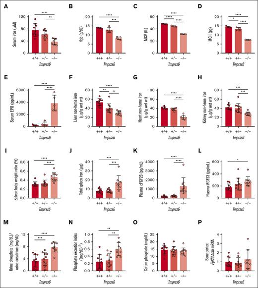 The perturbed iron homeostasis of Tmprss6–/– mice is accompanied by elevated FGF23 levels in circulation but unchanged Fgf23 mRNA levels in the cortical bone. Shown for 8-week-old Tmprss6+/+, Tmprss6+/−, and Tmprss6–/– male littermates are (A) serum iron, (B) Hgb, (C) erythrocyte mean corpuscular volume (MCV), (D) erythrocyte mean corpuscular hemoglobin (MCH), (E) serum EPO, (F) liver nonheme iron concentration, (G) heart nonheme iron concentration, (H) kidney nonheme iron concentration, (I) spleen-to-body-weight ratio, (J) total spleen nonheme iron content, (K) plasma C-terminal FGF23 (cFGF23), (L) plasma iFGF23, (M) urine phosphate-to-creatinine ratio, (N) phosphate excretion index, (O) serum phosphate, and (P) Fgf23 mRNA expression relative to Actb in the bone cortex. The mean mRNA ratio of the Tmprss6+/+ mice was normalized to 1. n = 4 to 11 per group. For all graphs, data represent mean ± standard deviation. The total spleen nonheme iron content was calculated by multiplying the measured nonheme iron concentration by the total spleen weight. The phosphate excretion index was calculated as (urine phosphate ÷ serum phosphate) ÷ urine creatinine.82 ∗P < .05; ∗∗P < .01; ∗∗∗P < .001; and ∗∗∗∗P < .0001 using one-way analysis of variance (ANOVA) with Tukey post hoc test.