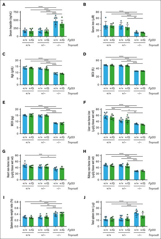 Heterozygous Fgf23 disruption does not alter iron homeostasis in mice with 2, 1, or 0 wild-type Tmprss6 alleles. Shown for 8-week-old male mice of different Tmprss6-Fgf23 genotype combinations are (A) serum hepcidin, (B) serum iron, (C) Hgb, (D) MCV, (E) MCH, (F) liver nonheme iron concentration, (G) heart nonheme iron concentration, (H) kidney nonheme iron concentration, (I) spleen-to-body-weight ratio, and (J) total spleen nonheme iron content. n = 4 to 7 per group. Two-way ANOVA revealed significant effects of the Tmprss6 genotype on all parameters (P < .001), whereas no significant effect of the Fgf23 genotype on any parameter was detected. For all bar graphs, data represent the mean ± standard deviation. ∗P < .05; ∗∗P < .01; ∗∗∗P < .001; and ∗∗∗∗P < .0001 using two-way ANOVA with Tukey post hoc test. G, eGFP allele.