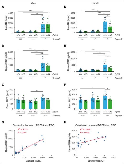 Tmprss6–/– mice, regardless of their Fgf23 genotype, show EPO elevation and increased circulating levels of cFGF23. (A) Serum EPO, (B) plasma cFGF23, and (C) plasma iFGF23 of 8-week-old male mice with different Tmprss6-Fgf23 genotype combinations (n = 5-7 per group). Using two-way ANOVA in male mice, Tmprss6 genotype had statistically significant effects on serum EPO (P < .0001), plasma cFGF23 (P < .0001), and plasma iFGF23 (P = .0081), whereas the Fgf23 genotype had no significant effect on these parameters. (D) Serum EPO, (E) plasma cFGF23, and (F) plasma iFGF23 of 8-week-old female mice with different Tmprss6-Fgf23 genotype combinations (n = 5-8 per group). Two-way ANOVA in female mice revealed statistically significant effects of both Tmprss6 and Fgf23 genotypes on serum EPO (Tmprss6 genotype: P < .0001; Fgf23 genotype: P = .0297), plasma cFGF23 (Tmprss6 genotype: P < .0001; Fgf23 genotype: P = .0075), and plasma iFGF23 (Tmprss6 genotype: P = .0191; Fgf23 genotype: P = .0063). For panels A-F, data represent mean ± standard deviation. ∗P < .05; ∗∗P < .01; ∗∗∗P < .001; and ∗∗∗∗P < .0001 using two-way ANOVA with Tukey post hoc test. (G) Plasma cFGF23 vs serum EPO and (H) plasma iFGF23 vs serum EPO in individual Fgf23+/+ mice with different Tmprss6 genotypes (8-week-old mice, both sexes pooled): +/+ male (●), +/− male (▲), –/– male (■), +/+ female (○), +/− female (△), and –/– female (□). R2 represents the coefficient of determination using a linear regression model (ie, goodness of fit). The P value of the Pearson correlation is shown.