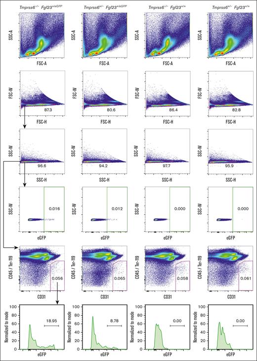A subset of BM endothelial cells exhibit bright green fluorescence in mice that carry the Fgf23eGFP allele. Fluorescence-activated cell sorter plots of BM cells from Tmprss6–/–Fgf23+/eGFP, Tmprss6+/−Fgf23+/eGFP, Tmprss6–/–Fgf23+/+, and Tmprss6+/−Fgf23+/+ male littermates (18 weeks old). The numbers represent the percentage of each gated population. Forward scatter (FSC) and side scatter (SSC) were used to exclude debris and cell doublets, and eGFPbright cells were assessed in each single-cell population (green gate). BM endothelial cells were identified as the CD45-TER-119-CD31+ population (magenta gate) as described,41 using CD31 antibody clone 390, and eGFP fluorescence was assessed in the endothelial cell gate. A total of 6 × 105 BM cells per mouse were analyzed.