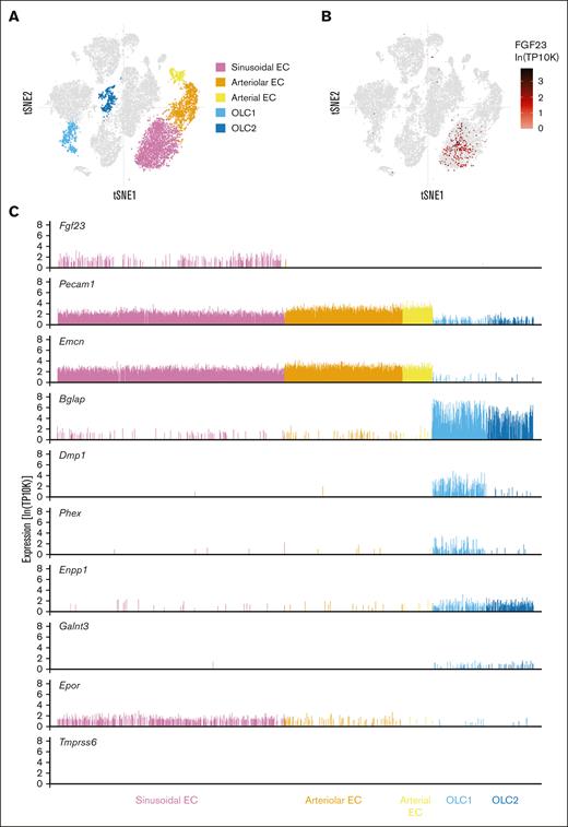 Sinusoidal endothelial cells show higher Fgf23 expression than other BM stromal cell populations in mice with normal iron balance. Visualization of scRNA-Seq data from 20 896 nonhematopoietic cells (mixed bone and BM fractions) generated by Baryawno et al.45 Data were downloaded from the Broad Institute Single Cell Portal (https://singlecell.broadinstitute.org/single_cell/study/SCP361/mouse-bone-marrow-stroma-in-homeostasis). T-distributed stochastic neighbor embedding (tSNE) plots (A) highlighting the 5 cell clusters of interest and (B) showing the Fgf23 expression. (C) The expression of selected genes is shown for each individual cell within the 5 cell clusters highlighted in A. TP10K transcripts per 10 thousand transcripts. EC, endothelial cell; OLC, osteolineage cell.