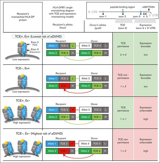 HLA-DPB1 TCE (exon 2–encoded) and HLA-DP expression (exon-3 and rs9277534-linked) (mis)matching model types. The immunogenicity TCE model involves the most immunogenic TCE groups in the recipient and donor (TCE 1 being the most immunogenic and TCE 3 being the least). Between these groups, matching is TCE permissive and mismatching is nonpermissive. Expression-favorable mismatching (applicable only to HLA-DPB1 single mismatches) involves the expression of the mismatched HLA-DP of the recipient inferred from a 7-SNP motif in exon 3 of HLA-DPB1. Low expression is more favorable than high expression.