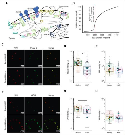 Patients with KHE/KMP have decreased levels of CLEC-2 and GPVI on the platelet surface. (A) Scheme of the computational model of CLEC-2 induced signaling in platelets: CLEC-2 activation results in the receptor clustering and phosphorylation by Syk kinases. In resting platelets, small amount of active Syk is maintained by active SFK kinases, which, in turn, are maintained active by CD148 phosphatases. Nonactive Syk bind to phosphorylated and clustered CLEC-2 receptors and also become active. Active Syk phosphorylate LAT and TULA-2. TULA-2 is the negative regulator of platelet Syk activation.40 PLCγ2 and PI3K bind to phosphorylated LAT, and PI3K becomes active. PI3K produces PIP3 from PIP2, which is bound by PH-domain of Btk. Hereby, Btk becomes active and activates PLCγ2, which hydrolyzes PIP2 and produces IP3, which initiates cytosolic calcium signaling. (B) Dependance of the maximally achievable cytosolic calcium concentration from CLEC-2 number on the resting platelets, predicted by the computational model. Physiological number of CLEC-2 per platelet35 is highlighted in red. (C) Typical results of the microscopic immunofluorescence analysis of the CLEC-2 expression on the platelet surface of the patients with KHE/KMP and healthy donors. (D-E) Fluorescence intensities of the anti–CLEC-2 antibodies (D) and anti-NMII antibodies (E) of the patients with KHE/KMP and healthy donors. Blurred corresponds to unique platelet measurements, and bright dots correspond to patients. Each color corresponds to unique patients. Seven healthy donors and 6 patients with KHE/KMP were analyzed. (F) Typical results of the microscopic immunofluorescence analysis of the GPVI expression on the platelet surface (GPVI; NMII) of the patients with KHE/KMP and healthy donors. (G-H) Fluorescence intensities of the anti-GPVI antibodies (G) and anti-NMII antibodies (H) of the KHE/KMP patients and healthy donors. Blurred corresponds to unique platelet measurements, and bright dots correspond to patients. Each color corresponds to unique patients. Seven healthy donors and 6 patients with KHE/KMP were analyzed. Statistical significance was calculated using Mann-Whitney U test. ∗P < .05; ∗∗P < .01. CLEC-2, anti–CLEC-2 antibodies; GPVI, anti-GPVI antibodies; NMII, nonmuscular myozin II (used for platelet identification).