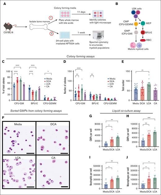 Secondary bile acids expand myeloid cells via direct interaction with bone marrow. (A) Whole bone marrow was placed in either (1) colony-forming media or (2) liquid coculture with AFT024 cells. (B) Myelopoiesis schematic representation; CFU-GEMM, CFU-GM, MEP, and BFU-E. (C-E) Whole bone marrow was cultured in colony-forming media with DCA, CA, or LCA. Colonies were analyzed as (C) percentage of total colonies, (D) number of individual colony types, and (E) total colony numbers. (F) Wright-Giemsa staining of FAC-sorted GMPs from colony-forming assays; bar represents 50 μM size. (G-J) Flow cytometric analysis of frequencies of (G) CMPs, (H) CMPs, (I) neutrophils, and (J) macrophages from liquid coculture experiments. All data are shown and represent 3 (colony-forming assay) or 2 (liquid coculture) experimental replicates and were analyzed using one-way analysis of variance (ANOVA) with Tukey post hoc test, or two-way ANOVA with Dunnett post hoc test. ∗P < .05; ∗∗P < .01; ∗∗∗P < .001; ∗∗∗∗P < .0001. MEPs, megakaryocyte erythrocyte progenitors.