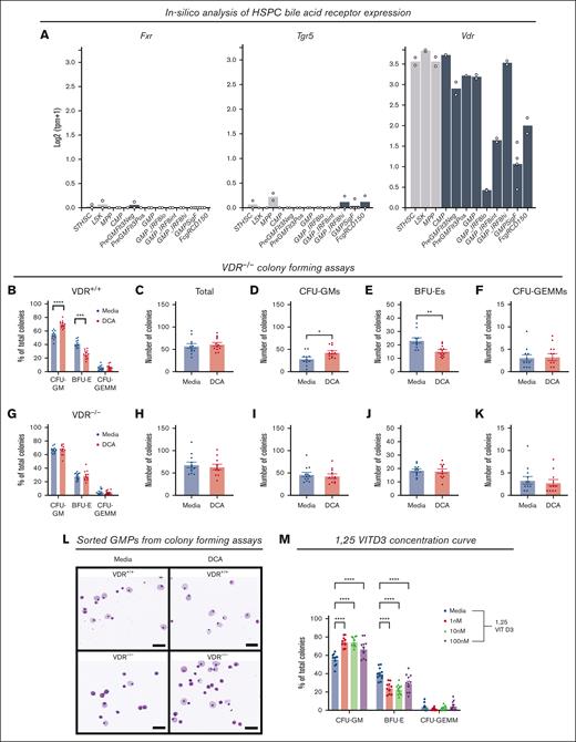 The VDR mediated CFU-GM expansion during DCA treatment. (A) Messenger RNA expression of bile acids receptors Fxr and Tgr5, and bile acid sensor, Vdr, was analyzed in HSPCs using the RNA-seq database Heamosphere. (B-K) Whole bone marrow from (B-F) VDR+/+ littermate controls and (G-K) VDR–/– mice was placed into colony-forming media in the presence of DCA. Colonies were analyzed as (B,G) the proportion of total colonies, (C,H) the total colony number, and the number of (D,I) CFU-GMs, (E,J) BFU-Es, and (F,K) CFU-GEMMS. (L) Wright-Giemsa staining of FAC-sorted GMPs from colony-forming assays; bar represents 50 μM. (M) Colony-forming assay in the presence of VDR ligand 1,25-VITD3. All data are shown and represent 3 experimental replicates. Data were analyzed with either an unpaired Student t test or two-way ANOVA with Dunnett or Šidák post hoc test. ∗P < .05; ∗∗P < .01; ∗∗∗P < .001; ∗∗∗∗P < .0001.