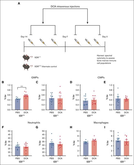 VDR was necessary for DCA-mediated GMP expansion in vivo. (A) VDR–/– and WT littermate control mice, 4 or 6 weeks old, were given DCA IV 6 times over the course of 2 weeks. (B-I) Bone marrow was isolated from WT littermate controls (B,D,F,H) as well as VDR–/– mice (C,E,G,I). The following populations were analyzed: (B,C) GMPs, (D,E) CMPs, (F,G) neutrophils, and (H,I) macrophages. All data are shown and represent 2 experimental replicates, and data were analyzed using unpaired Student t test. ∗P < .05; ∗∗P < .01; ∗∗∗P < .001; ∗∗∗∗ P < .0001.