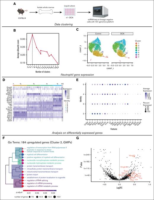 DCA treatment increases differentiation and proliferation in GMPs. (A) Lin− cells were FAC-sorted from our liquid coculture system in the presence or absence of DCA, and subjected to scRNA-seq using the 10x Genomics platform. (B) Selection of an optimal number of clusters by maximizing the silhouette width in Louvain clustering after dimensional reduction with PCA. (C) Cell cluster visualization using uniform manifold approximation and projection after PCA dimensional reduction. (D) Expression of known neutrophil genes across clusters. (E) Dot plot of genes associated with neutrophil maturity analyzed throughout the clusters to identify GMPs. (F) Top categories from a GO analysis using the 184 most upregulated genes within cluster 2 after mapping genes using the Entrez Gene NCBI database. (G) Volcano plot of cluster 2 with significantly upegulated and downregulated genes labeling genes associated with myeloid cell development identified in the GO analysis. GO, gene ontology; PCA, principal component analysis.