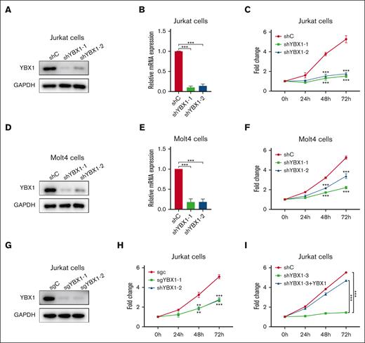 YBX1 inhibition compromises T-ALL cell viability. (A,D) The protein expression of YBX1 was detected via western blot in Jurkat (A) and Molt4 cells (D) with YBX1 knockdown. (B,E) qRT-PCR analysis of YBX1 mRNA expression in Jurkat (B) and Molt4 cells (E). (C,F) Cell viability was determined using MTS assay in Jurkat (C) and Molt4 cells (F). (G) Western blot analysis of YBX1 in Jurkat cells with YBX1 knockout (sgYBX1-1 or sgYBX1-2). (H-I) Cell viability was assessed via MTS after transduction with the indicated lentiviruses in Jurkat cells. ∗∗P<.01; ∗∗∗P<.001.