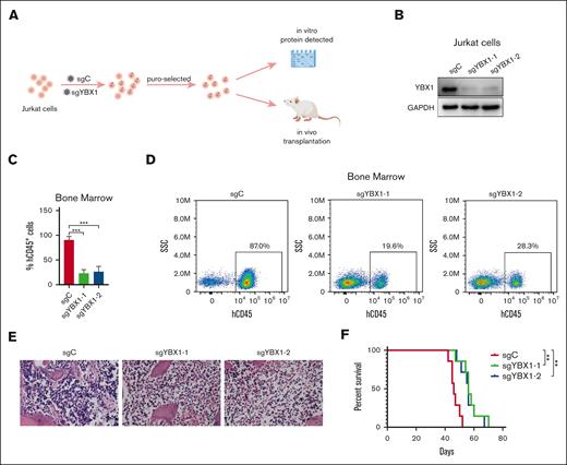 YBX1 knockout decreases leukemia burden in the Jurkat xenograft model. (A) Graphical illustration of the Jurkat xenograft model. Jurkat cells were infected with lentiviruses carrying control (sgC) or YBX1 sgRNA (sgYBX1-1 or sgYBX1-2). The protein level of YBX1 was detected via western blot on day 5 after transfection and before transplantation. Approximately 4.5 × 106 cells were injected into NCG mice intravenously, followed by the assessment of leukemia cell dissemination. (B) Protein analysis via western blot. (C) Flow cytometry analysis showing the percentage of hCD45+ cells in the BM on day 42 after transplantation. (D) Representative flow plot showing the frequency of hCD45+ leukemia cells in the BM. (E) Representative hematoxylin and eosin staining images of the BM from each group. (F) Survival curves are displayed using Kaplan-Meier plots (n = 7; long-rank test). ∗∗P < .01; ∗∗∗P < .001. The pattern diagram was drawn using Figdraw.