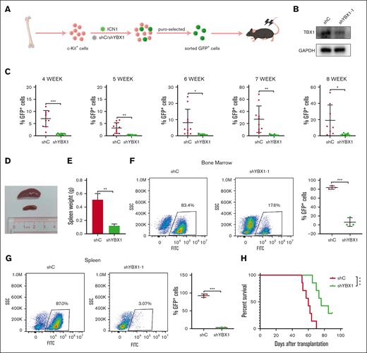 YBX1 knockdown impedes leukemogenesis in NOTCH1-induced T-ALL model. (A) Graphical illustration of NOTCH1-induced T-ALL model. C-Kit+ stem and progenitor cells isolated from the BM of 6- or 8-week-old C57/BL6 mice were infected with a retrovirus carrying ICN1 and lentivirus expressing shC or shYBX1. Approximately 2.0 × 105 GFP+ transduced cells were intravenously injected into lethally irradiated mice. The percentage of GFP+ cells in peripheral blood was quantified using flow cytometry on the subsequent days. (B) YBX1 was analyzed before transplantation. (C) Percentages of GFP+ leukemia cells in the peripheral blood were measured via flow cytometry at 4, 5, 6, 7, and 8 weeks after transplantation. (D) Representative spleen images for each group. (E) Spleen weights of the mice in each group were measured. (F-G) GFP+ leukemia cells in the BM (F) and spleen (G) were quantified using flow cytometry on day 53. (H) Survival curves were plotted using the Kaplan-Meier curves (n = 7; long-rank test). ∗P < .05; ∗∗P < .01; ∗∗∗P < .001. The pattern diagram was drawn using Figdraw.